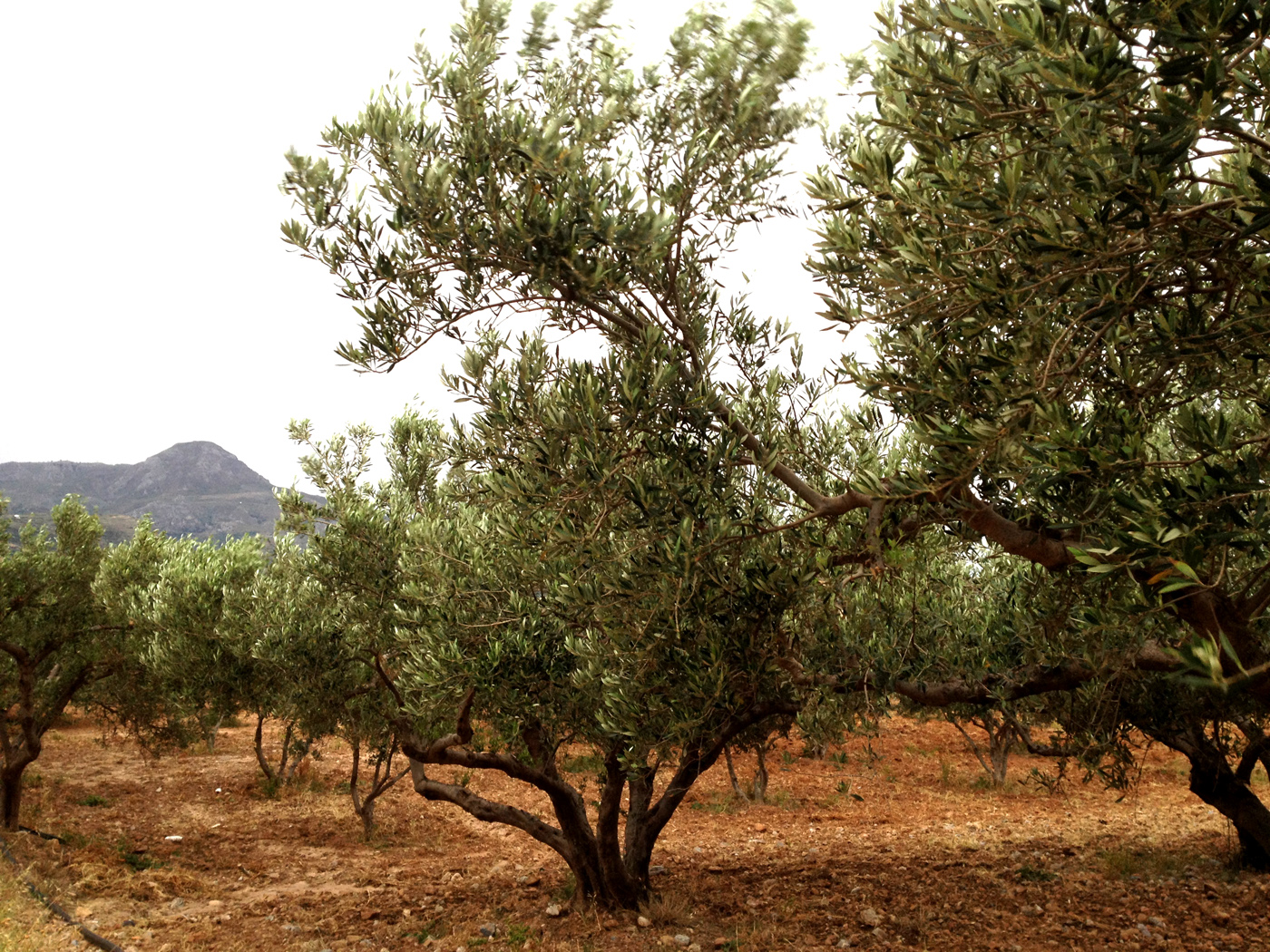  Oilarium is born from our passion on Spanish Olive Oil