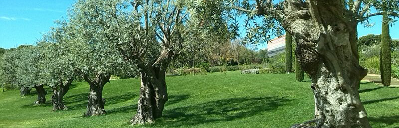 The olive tree as a garden plant in Spain