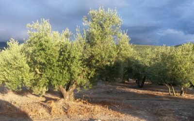The olive tree: a tree with strong symbolism